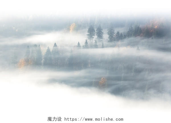 金秋时节，野生森林在日出中有雾和云